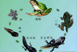 蝌蚪在线视频,蝌蚪在线视频深度解析